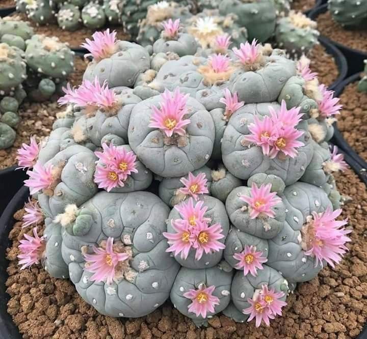 cactus peyote Oniric Omnia